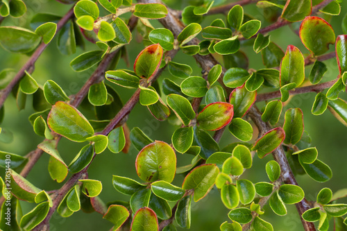 Small green leaves background