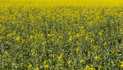 Field with growing rapeseed for diesel fuel