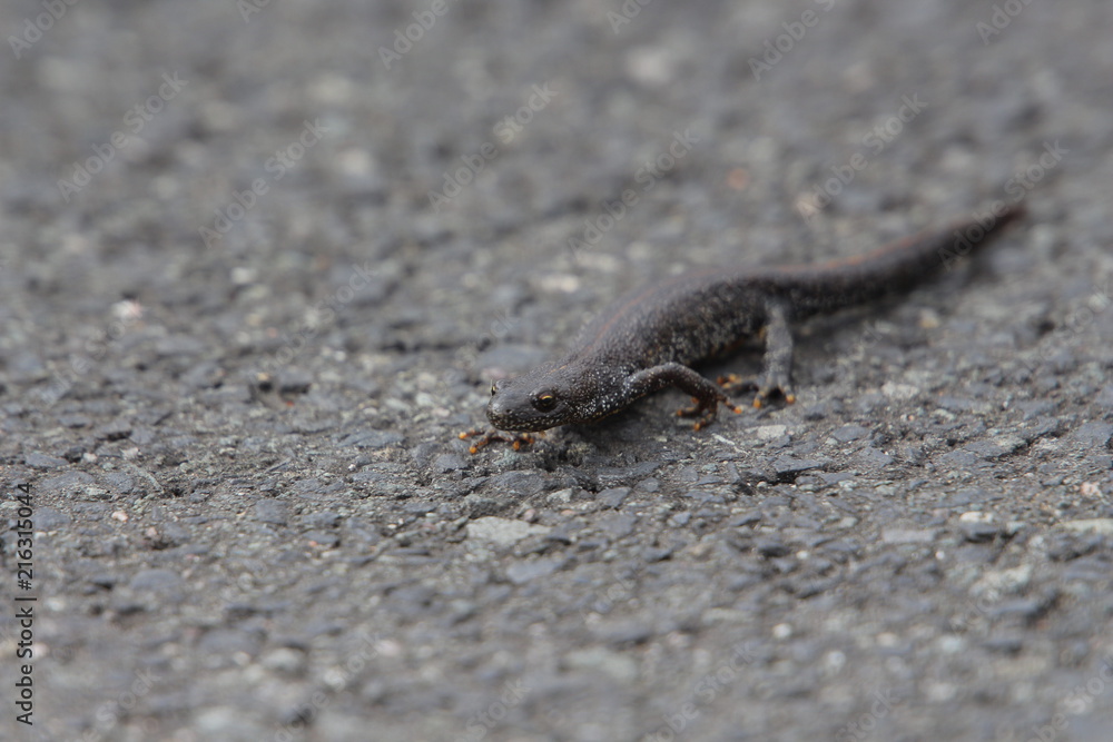 Molch läuft über den Asphalt einer Straße Molch läuft über den Asphalt einer Straße