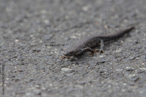 Molch läuft über den Asphalt einer Straße