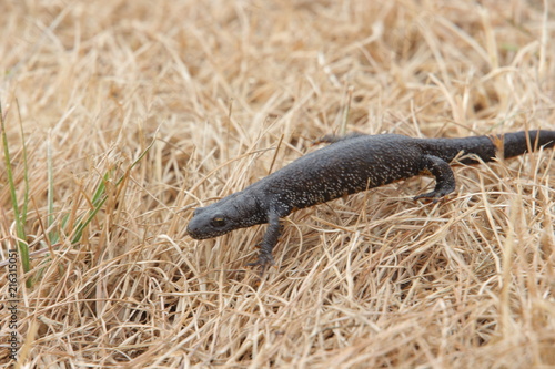 Molch auf trockenem Gras