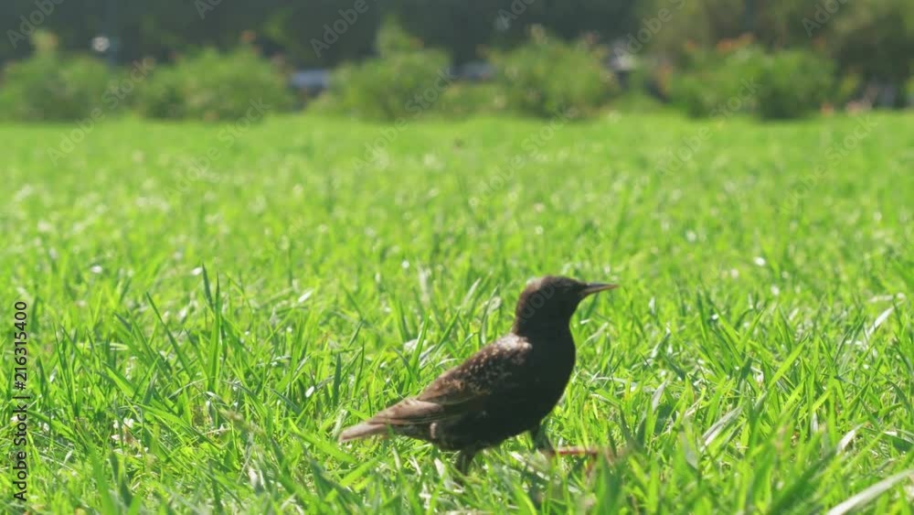 Black bird walking on green grass in park Black bird walking on green grass in park
