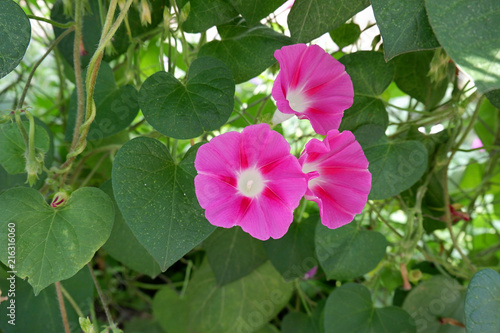 Ipomoe or twisted panchychi, curly garden flowers with large leaves. A bush of pink convolvulus flowers. photo