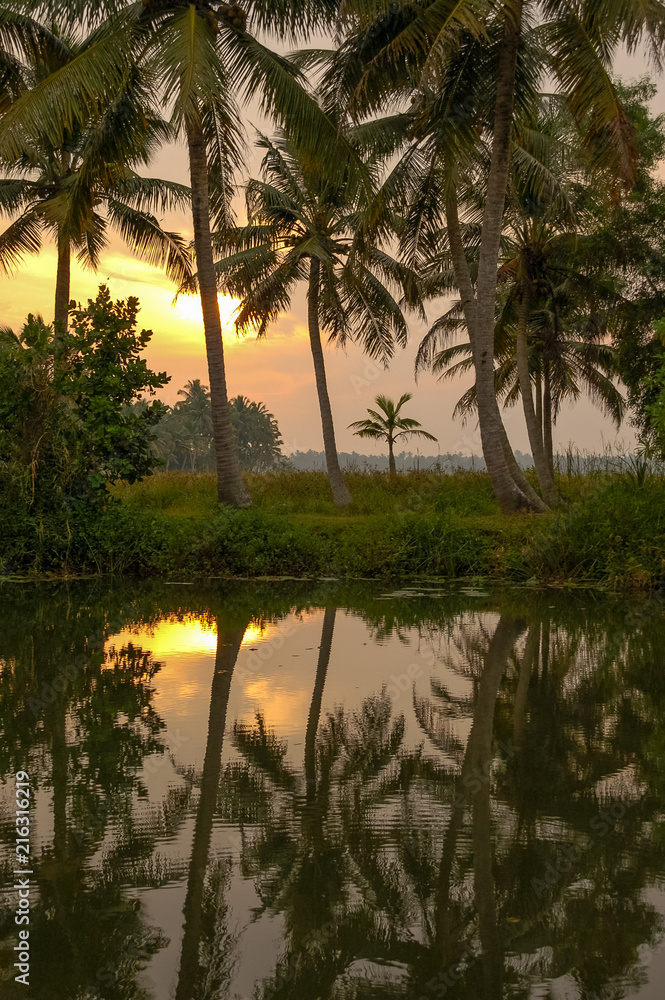 Palm tree silhouettes reflected in water at sunset, Kerala, India.