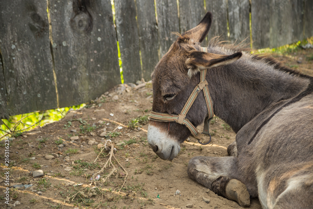 Donkey mumble over beasts 