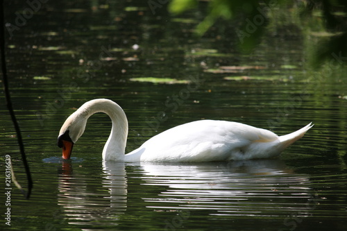 Swan photo