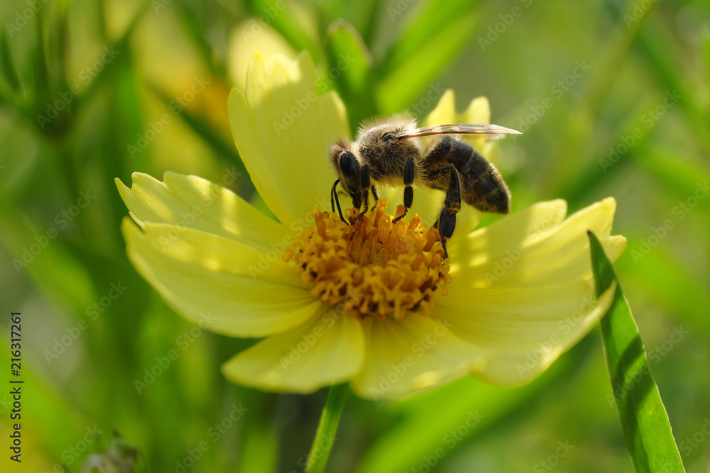 Lovely bee and yellow blossom - Stockphoto Lovely bee and yellow blossom - Stockphoto