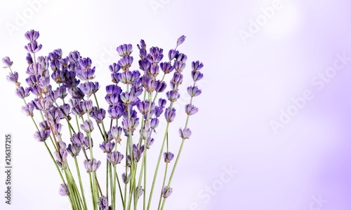 Lavender flowers isolated on white background