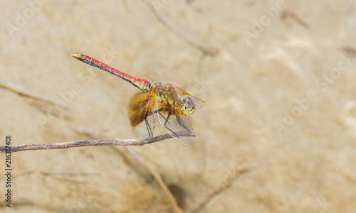 Macro of a Band-winged Meadowhawk Dragonfly (Sympetrum semicinctum) Perched on a Stick on the Pawnee National Grasslands in Colorado