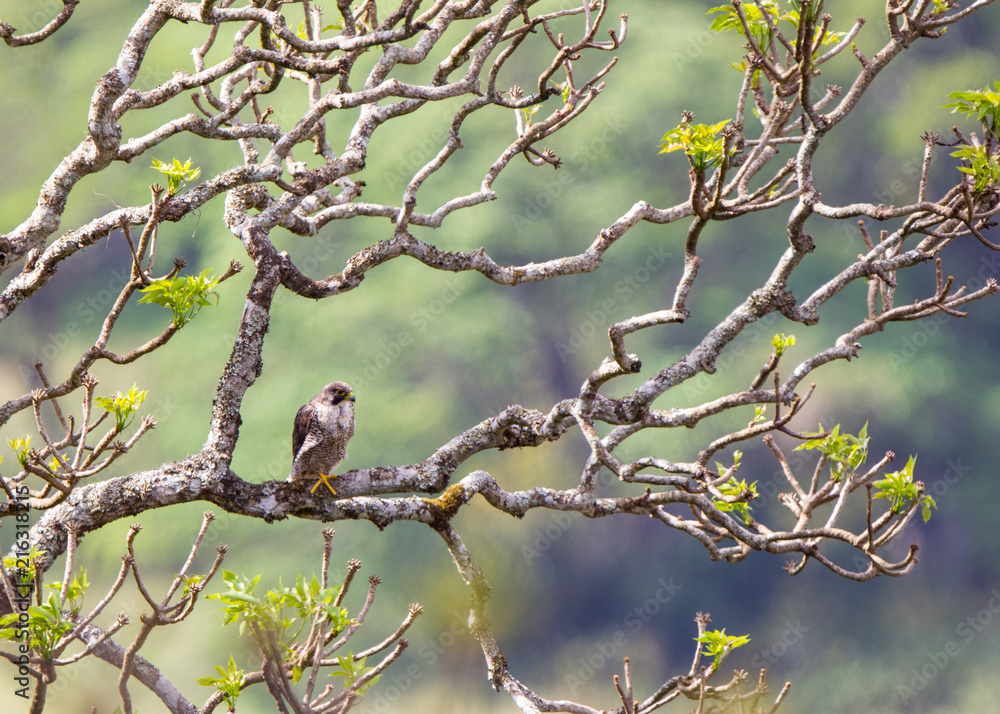 falco pellegrino su ramo nel parco nazionale in Africa Tanzania falco pellegrino su ramo nel parco nazionale in Africa Tanzania