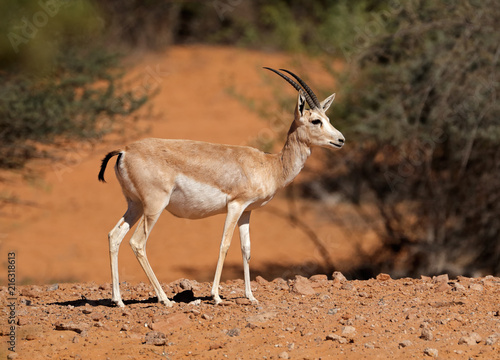Female Arabian sand gazelle (Gazella marica), Arabian Peninsula .
