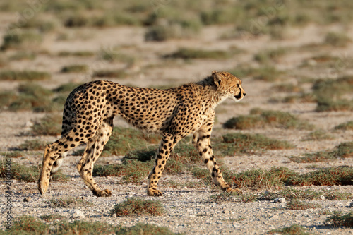 An alert cheetah  Acinonyx jubatus  out on the hunt  Etosha National Park  Namibia.