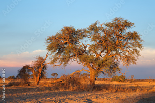Desert landscape with a thorn tree at sunset  Kalahari desert  South Africa.