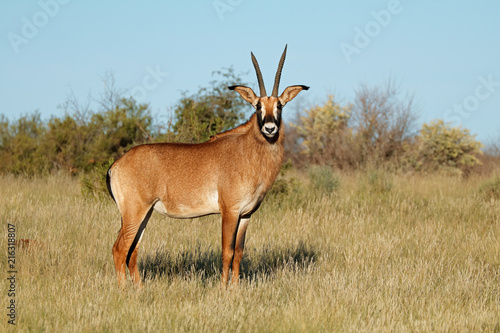 A rare roan antelope  Hippotragus equinus  in natural habitat  South Africa.