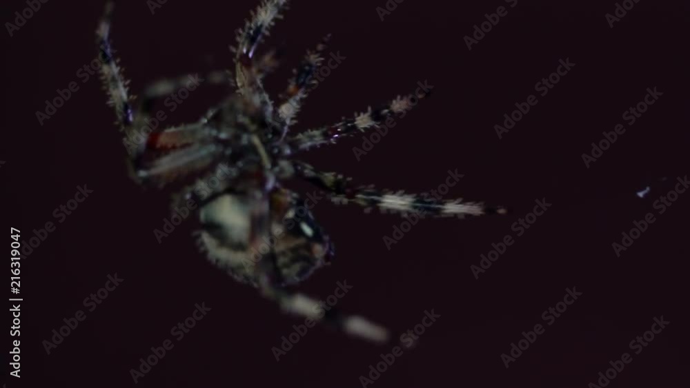 Macro of large creepy spider crawling on web at night