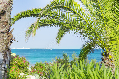 Palm trees on the beach. Santa Eulalia  Portugal