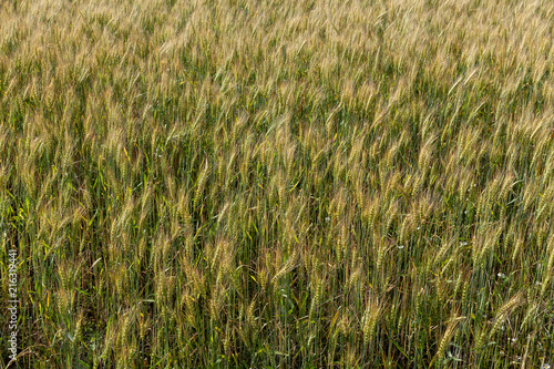 Background from ripe ears of barley in the field in the summer