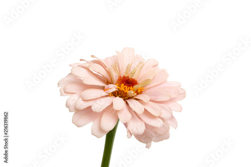 beautiful zinnia flower isolated on the white