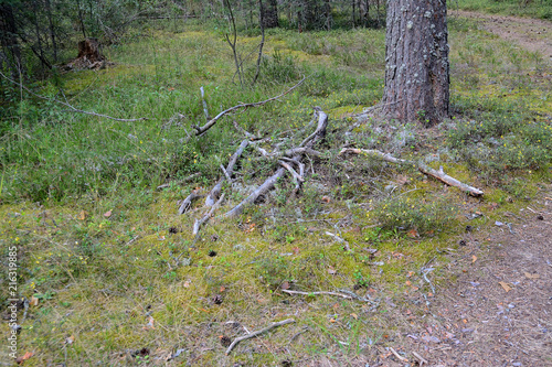 Broken tree branches in a pine forest