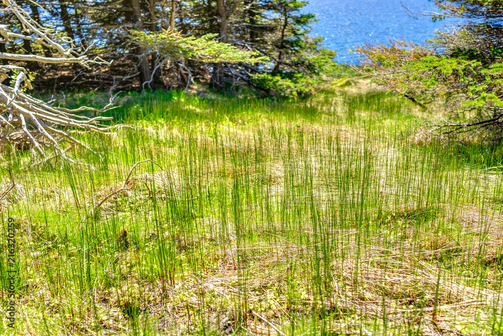 Tall bright green grass on trail in Bonaventure Island, Quebec, Canada by Perce in Gaspesie area