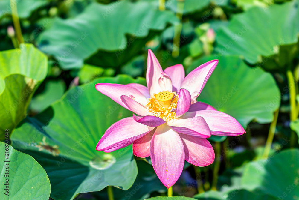 Macro closeup of bright white and pink lotus flower with seedpod inside Macro closeup of bright white and pink lotus flower with seedpod inside