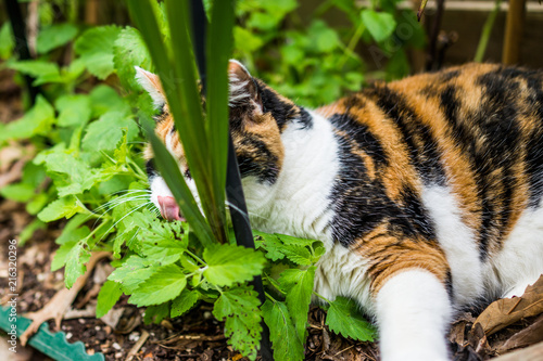 Closeup of calico cat lying in bed of catnip greens in garden hunting photo