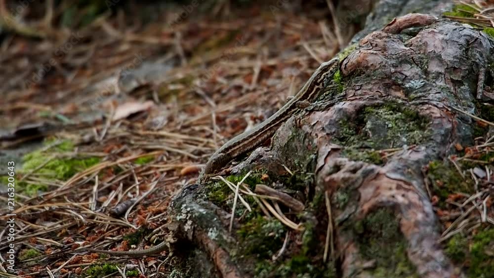 Small lizard crawling over rocks and a tree trunk Small lizard crawling over rocks and a tree trunk