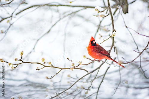 Closeup of one vibrant saturated red northern cardinal, Cardinalis, bird sitting perched on tree branch during heavy winter snow colorful in Virginia, snow flakes falling eating flower buds