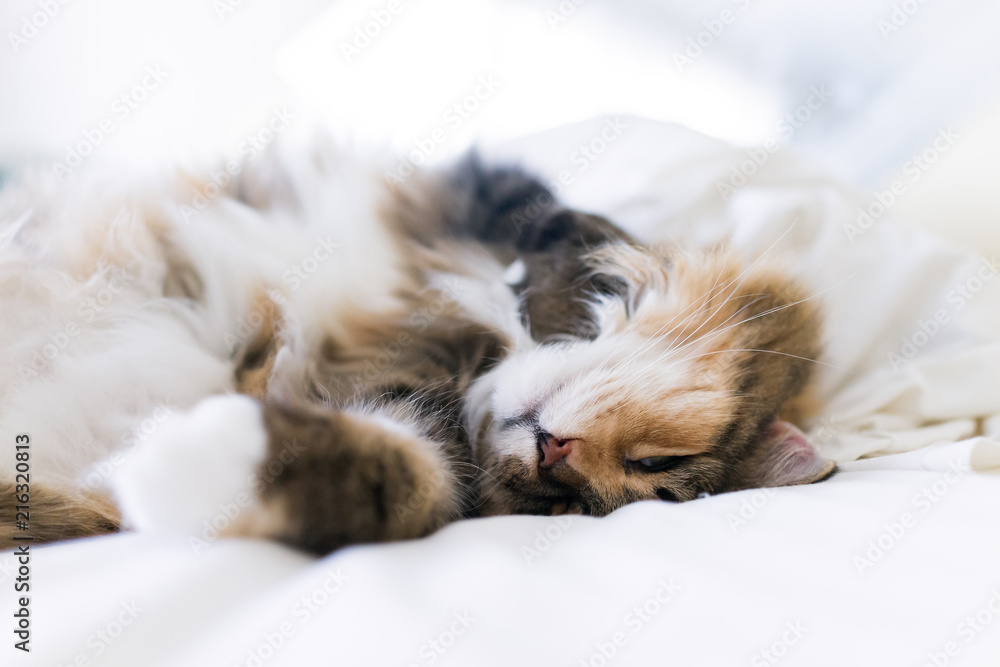 Macro closeup of happy cute sleepy calico maine coon cat lying on bed