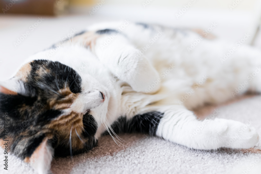 Closeup of calico cat face lying down on carpet sleepy in home living room with paws, stomach, resting, white fur up Closeup of calico cat face lying down on carpet sleepy in home living room with paws, stomach, resting, white fur up