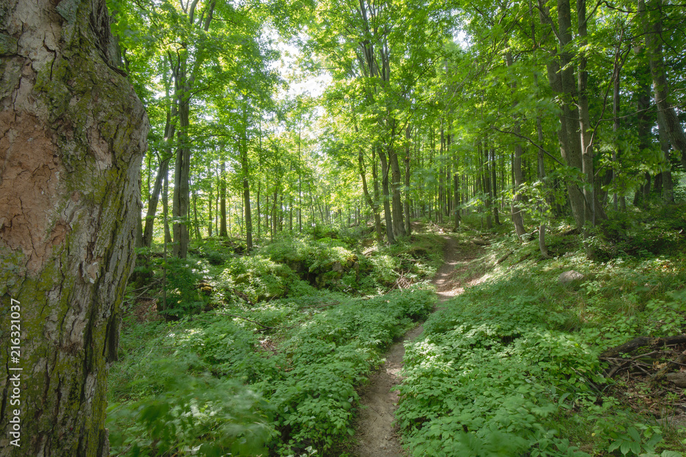Trail within the Bruce Trails Splitrock Narrows Trail within the Bruce Trails Splitrock Narrows