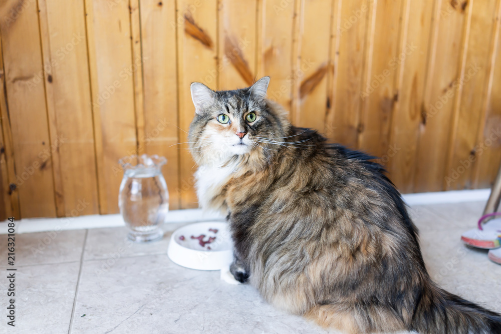 Closeup of calico maine coon cat sitting eating surprised shocked large big  eyes hungry facial expression funny, sunny day kitchen, water, bowl Stock  Photo | Adobe Stock