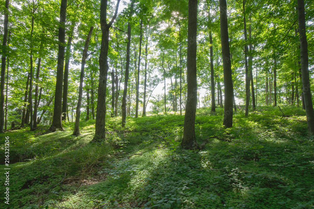 Peaceful Forest View within the Bruce Trails Splitrock Narrows Peaceful Forest View within the Bruce Trails Splitrock Narrows