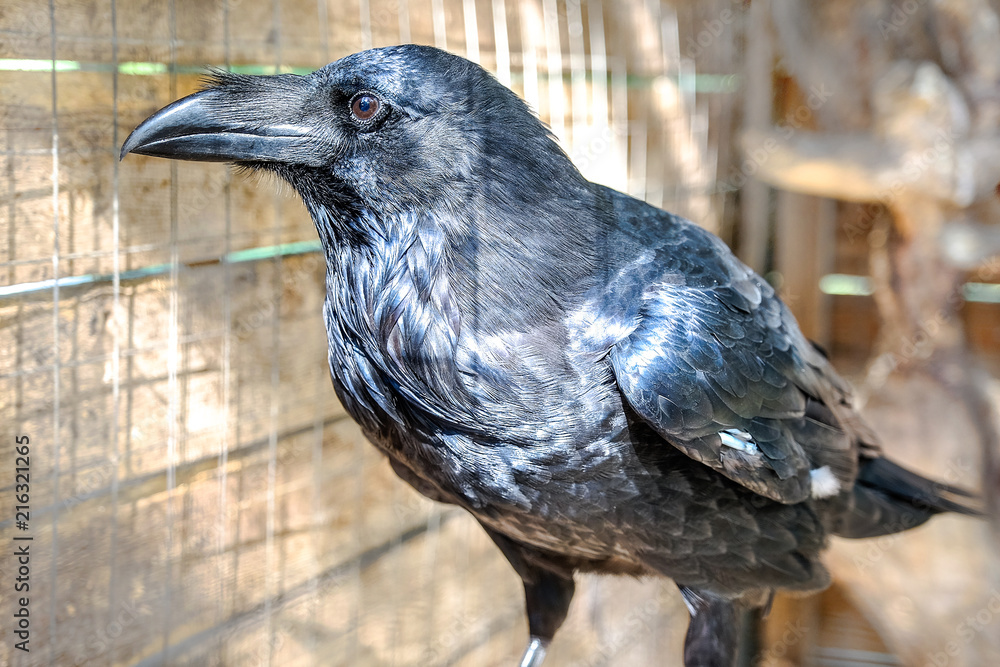 Fototapeta premium Black bird raven with open beak sitting on the stone.