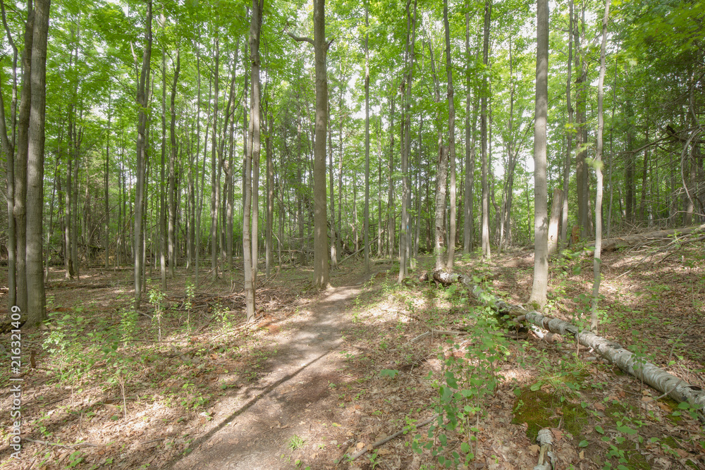 Obraz premium Trail within the Bruce Trails Splitrock Narrows