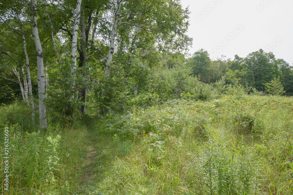 Fototapeta premium Trail within the Bruce Trails Splitrock Narrows