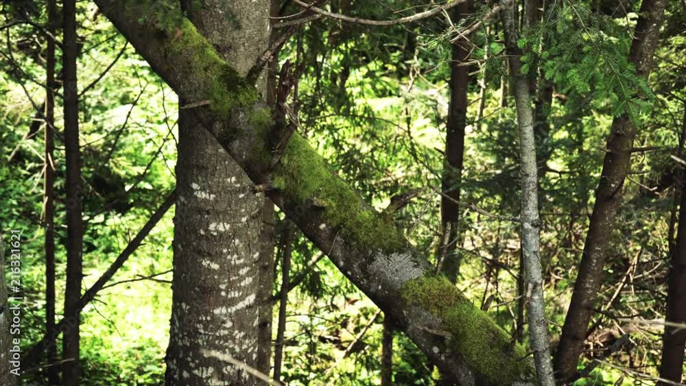 Green coniferous forest on the slopes of mountains with moss and trees. Natural landscape Green coniferous forest on the slopes of mountains with moss and trees. Natural landscape
