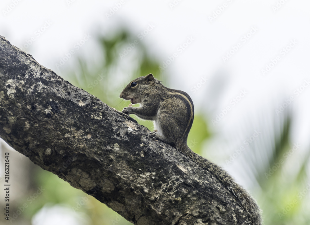 squirrel squirrel