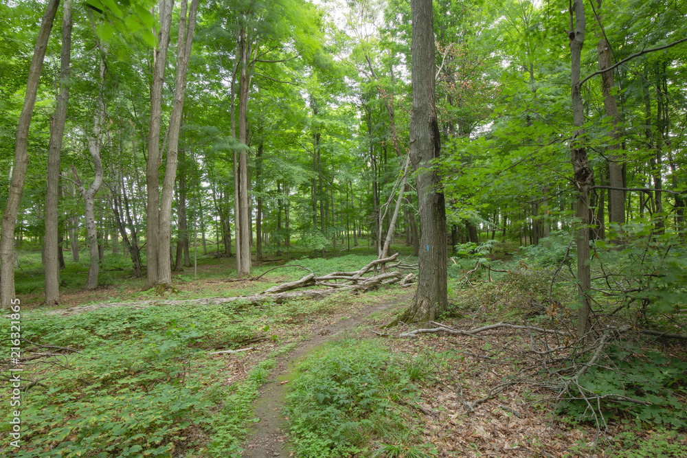 Trail within the Bruce Trails Splitrock Narrows Trail within the Bruce Trails Splitrock Narrows