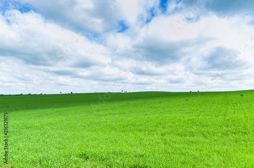 Beautiful landscape of green field and cloudy sky © Thiago Santos