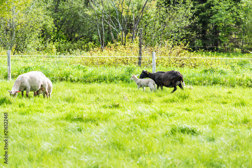 White lamb grazing on green pasture field with black sheep mother in Ile D'Orleans, Quebec, Canada, with herd photo