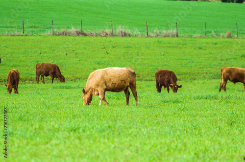 beef cattle on green field in Brazil