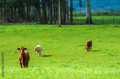 beef cattle on green field in Brazil