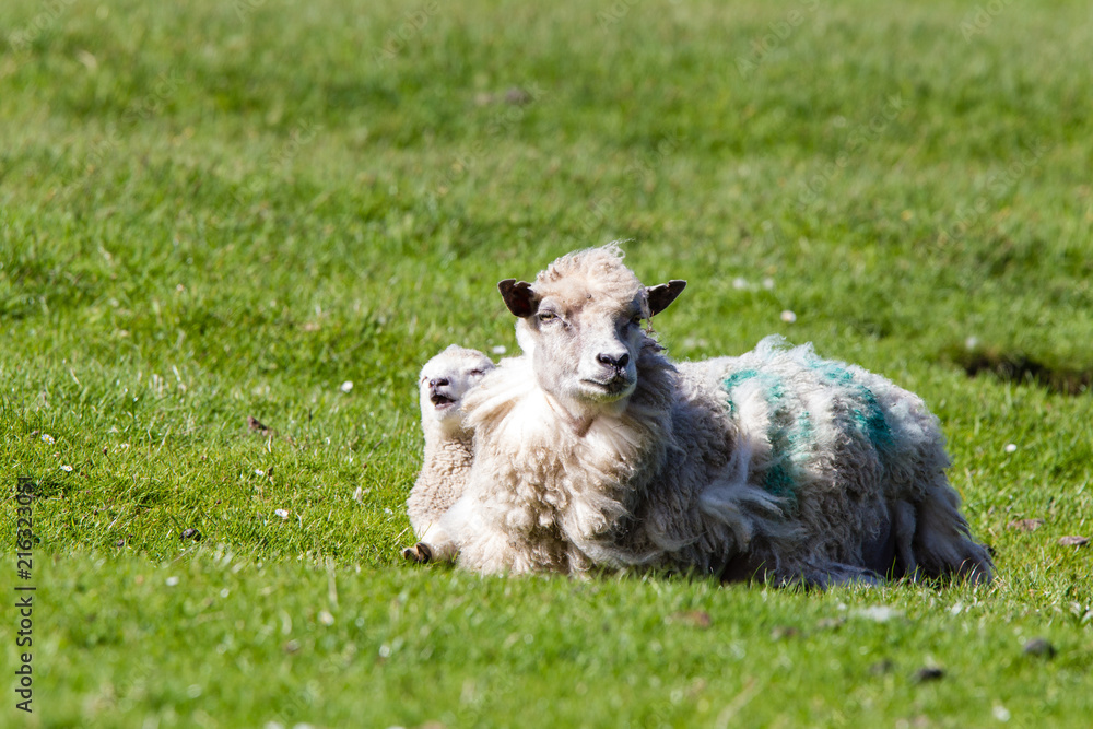 Fototapeta premium Pecore delle isole Shetland