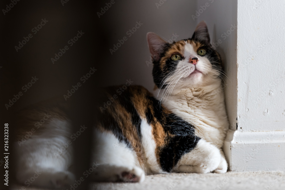 Φωτογραφία Closeup of calico cat huddled lying down in corner on floor in room house lookin