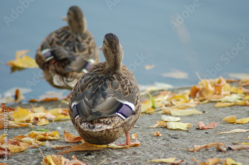 two ducks on the lake view from the back