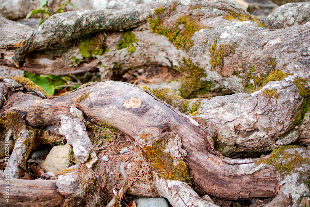 Close up of knotted tree roots Close up of knotted tree roots