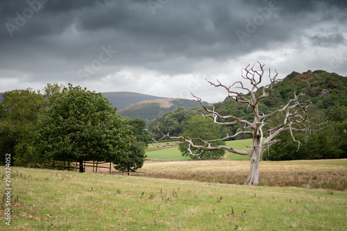 A dead tree reaching out to an oak tree