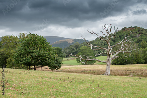 A dead tree reaching out to an oak tree