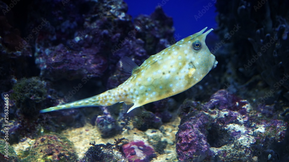 Obraz premium Рыбка с рожками